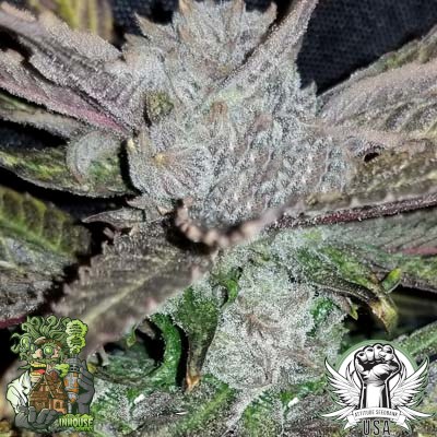 attitude usa in house genetics blackcherry punch_400x400.jpg