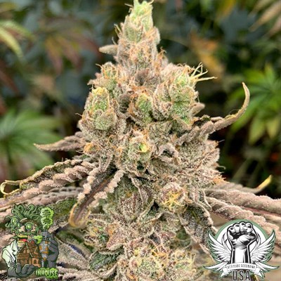In House Genetics Seeds Deluxe Sugar Cane