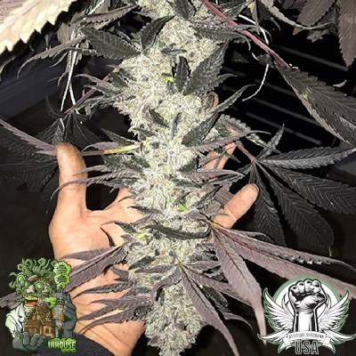 In House Genetics Seeds Dolato V2