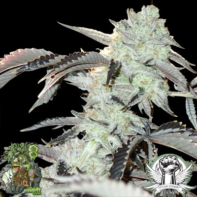 In House Genetics Seeds Frozen Gelato