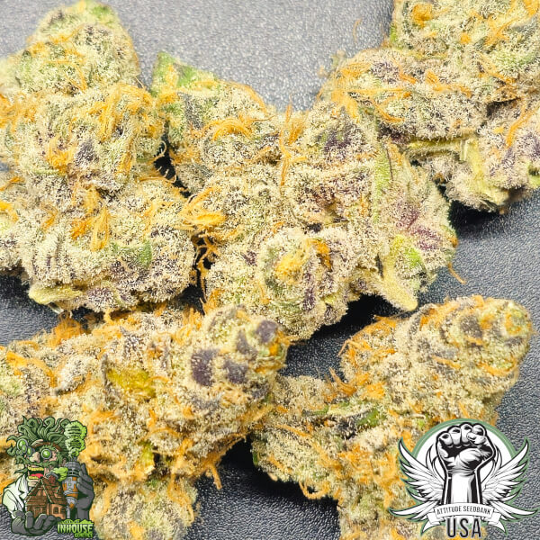 attitude usa in house genetics gasquake 1_600x600.jpg