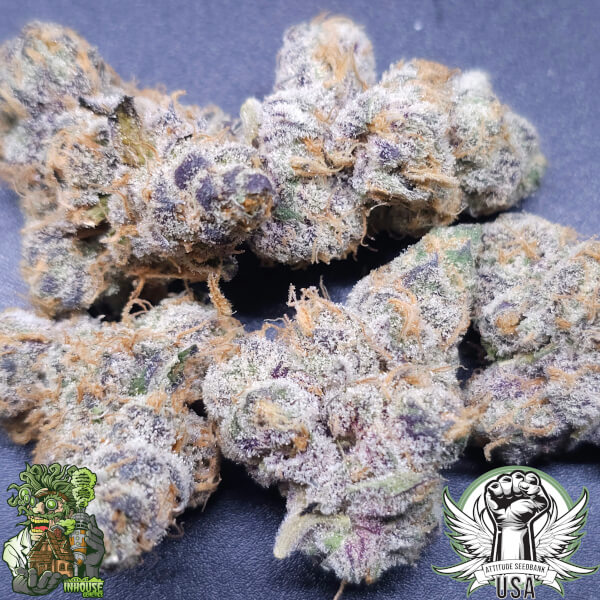 In House Genetics Seeds Gasquake