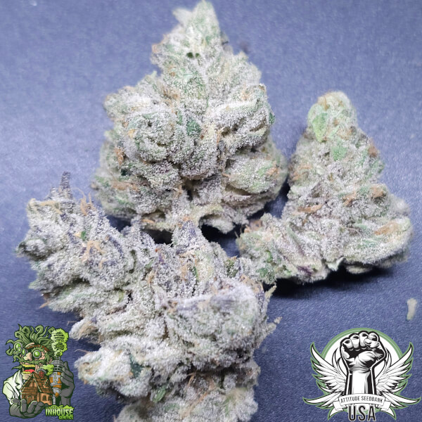 In House Genetics Seeds Luxuria