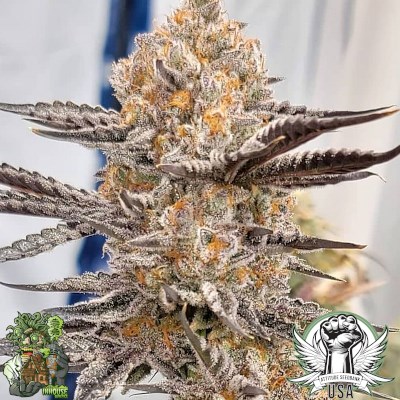 In House Genetics Seeds Platinum Gushers