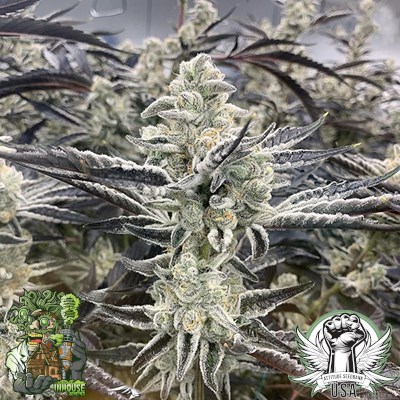 In House Genetics Seeds Platinum Kush Breath REMIX