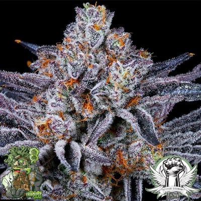 In House Genetics Seeds Platinum Kush Breath