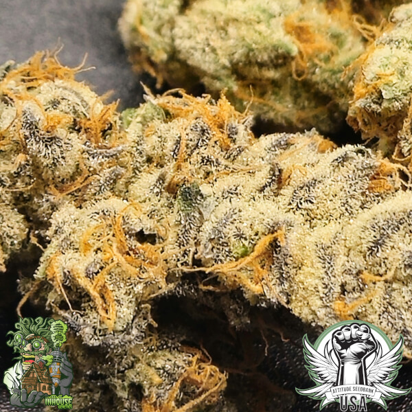 In House Genetics Seeds SlurBanger