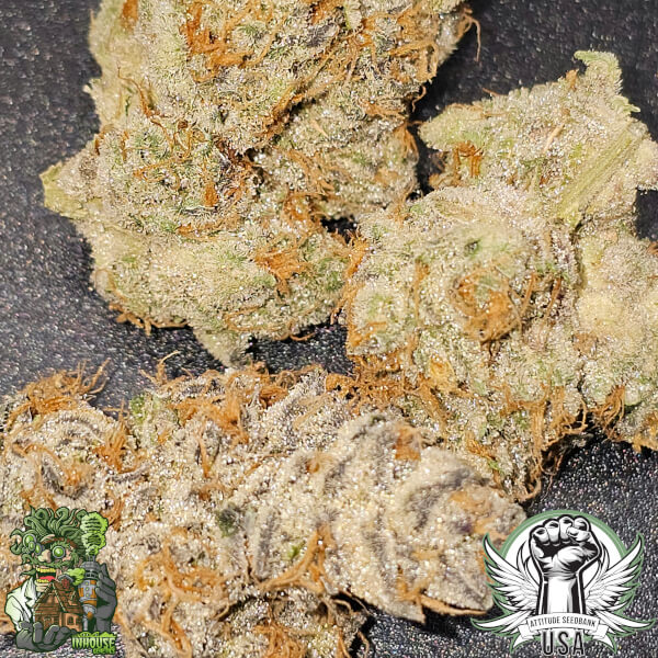 attitude usa in house genetics slurbanger 2_600x600.jpg