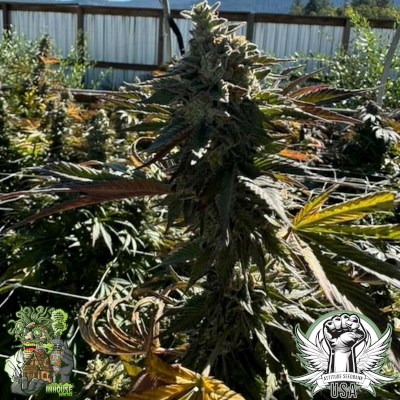 attitude usa in house genetics tropical twist 2_400x400.jpg