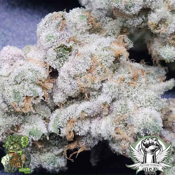 In House Genetics Seeds Zushimi