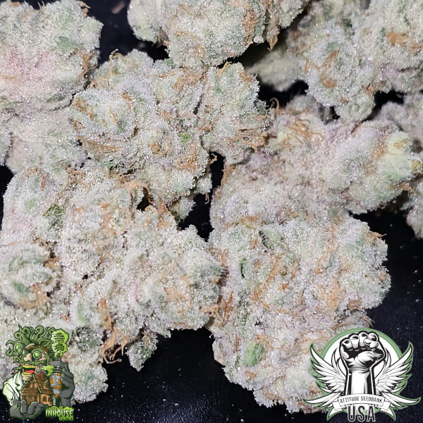 attitude usa in house genetics zushimi 2_600x600.jpg