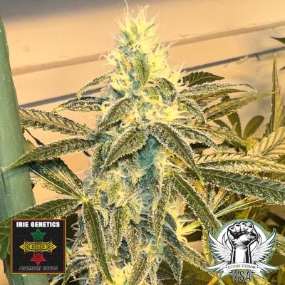 Irie Genetics Seeds Afterglow