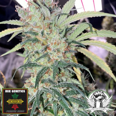 Irie Genetics Seeds Frequency Shift