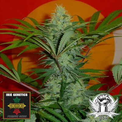 Irie Genetics Seeds Golden Goat S1