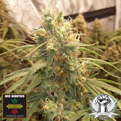 Irie Genetics Seeds Gorilla Goat