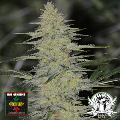 Irie Genetics Seeds Strawberry Burst