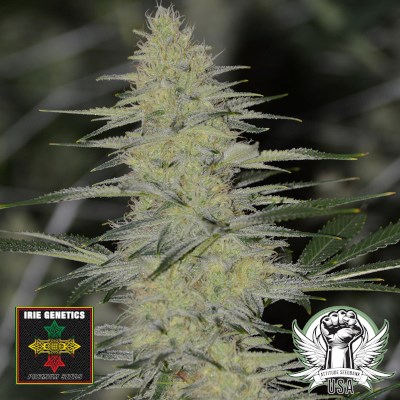 Irie Genetics Seeds Strawberry Starburst