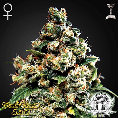 Green House Seeds Jack Herer