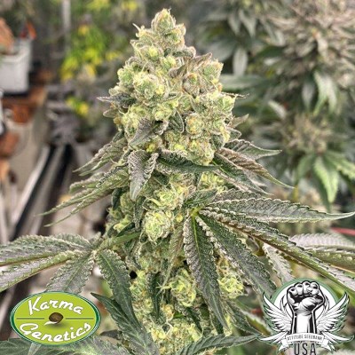 Karma Genetics Seeds Apple B