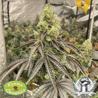 attitude usa karma genetics apple b2_400x400.jpg