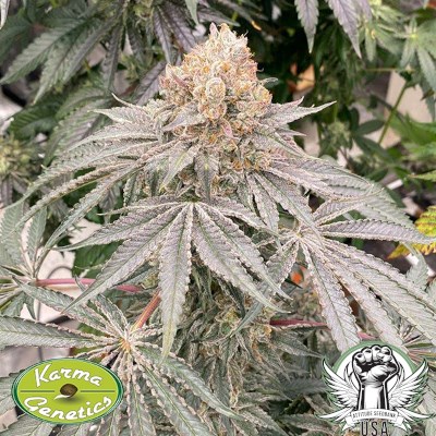 attitude usa karma genetics apple b3_400x400.jpg