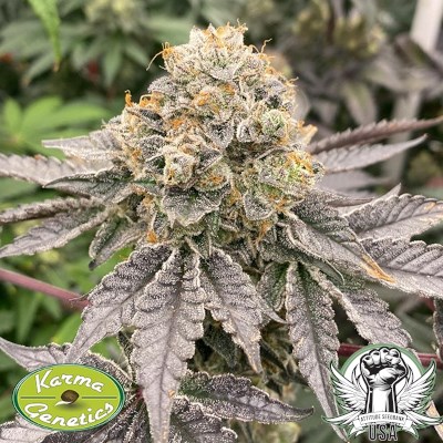 Karma Genetics Seeds Biker 41