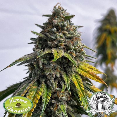 attitude usa karma genetics cheddar zi2_400x400.jpg