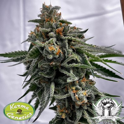 attitude usa karma genetics cheddar zi3_400x400.jpg