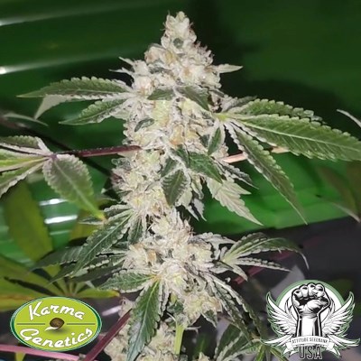 attitude usa karma genetics citron sour 2_400x400.jpg