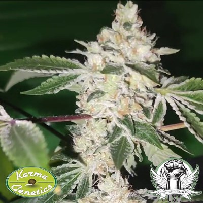 attitude usa karma genetics citron sour 3_400x400.jpg