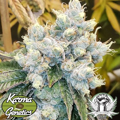 attitude usa karma genetics hayabusa og 2_400x400.jpg