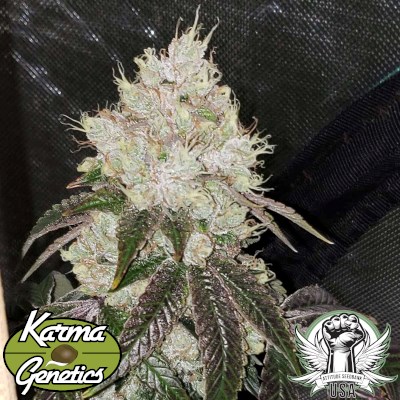 attitude usa karma genetics hayabusa og 3_400x400.jpg