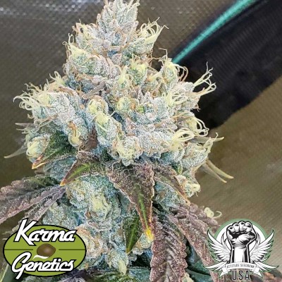 attitude usa karma genetics hayabusa og 4_400x400.jpg