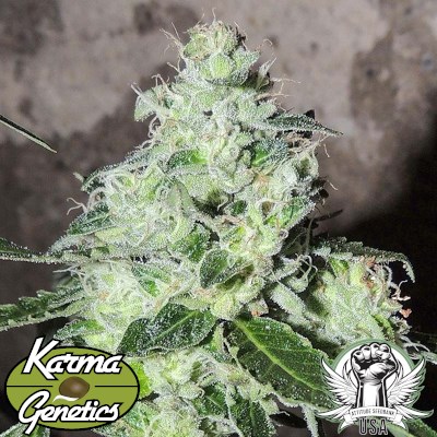 attitude usa karma genetics head banger2_400x400.jpg