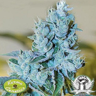 Karma Genetics Seeds Head Banger