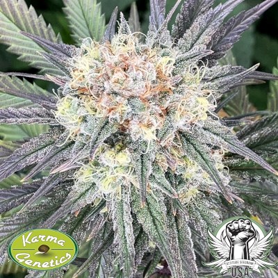 attitude usa karma genetics highway harmony 2_400x400.jpg