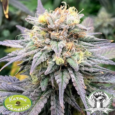 Karma Genetics Seeds Highway Harmony