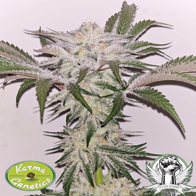 attitude usa karma genetics hindu runtz 2_400x400.jpg