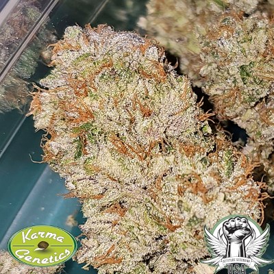 attitude usa karma genetics hindu runtz 3_400x400.jpg