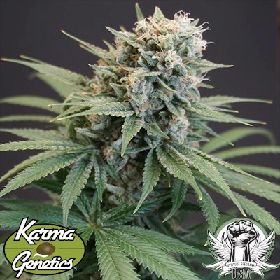 Karma Genetics Seeds LeMello