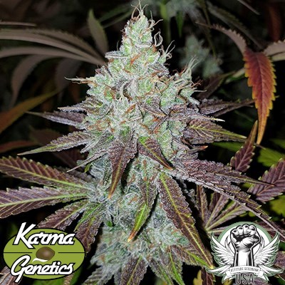 Karma Genetics Seeds Mango Lassi