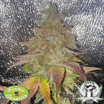 attitude usa karma genetics melon apple zi2_400x400.jpg