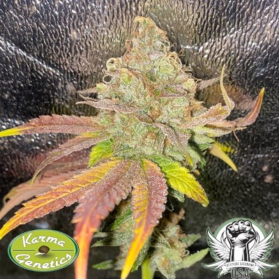 Karma Genetics Seeds Melon Apple Zi