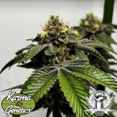 attitude usa karma genetics melon fizz biker 2_400x400.jpg