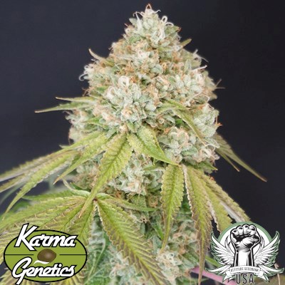 Karma Genetics Seeds Melo Rado