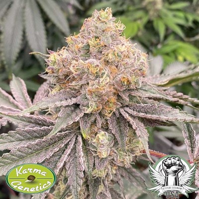 attitude usa karma genetics mop chopper2_400x400.jpg