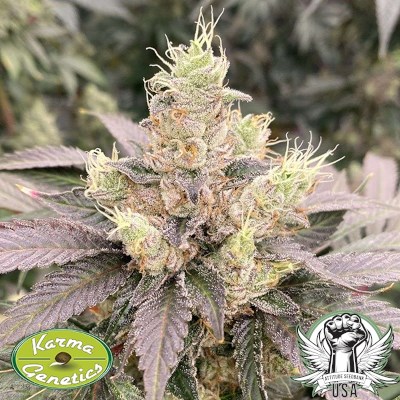 Karma Genetics Seeds Mop Chopper