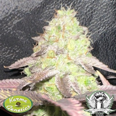 attitude usa karma genetics mozizi ltd 2_400x400.jpg