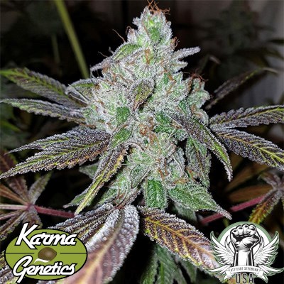 Karma Genetics Seeds Now N Frutti