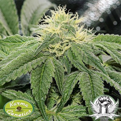 Karma Genetics Seeds OG Tini